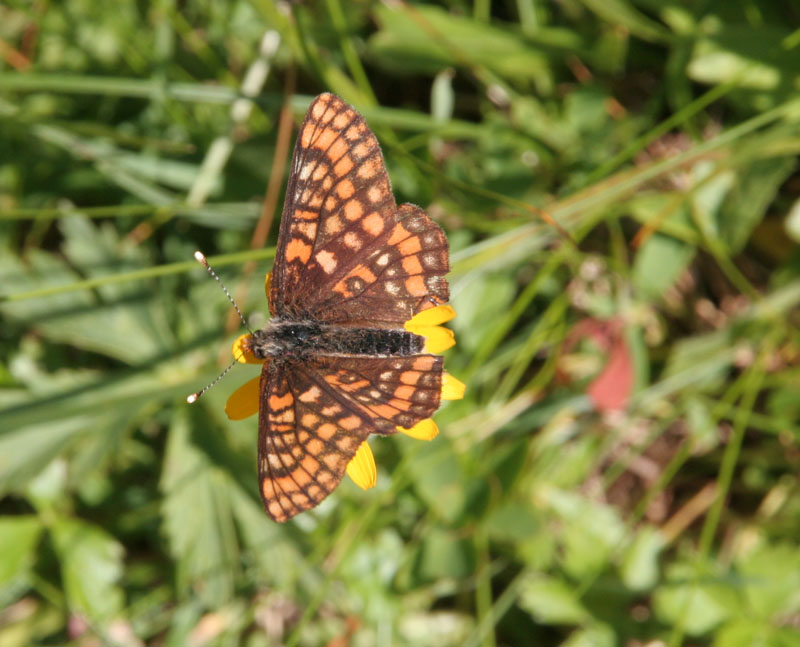 Euphydryas intermedia